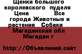 Щенки большого (королевского) пуделя › Цена ­ 25 000 - Все города Животные и растения » Собаки   . Магаданская обл.,Магадан г.